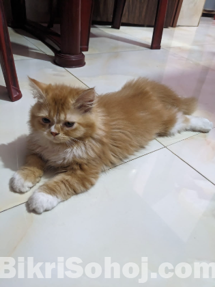 Parsian cats